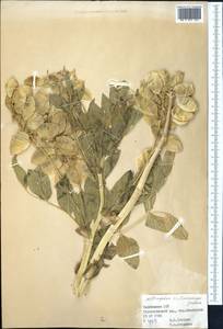 Astragalus dictamnoides Gontsch., Средняя Азия и Казахстан, Памир и Памиро-Алай (M2) (Таджикистан)
