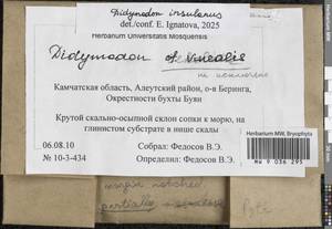Vinealobryum insulanum (De Not.) R.H. Zander, Гербарий мохообразных, Мхи - Чукотка и Камчатка (B21) (Россия)