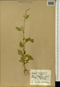 Celosia trigyna L., Африка (AFR) (Мали)