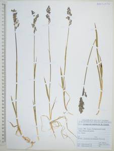 Арктополевица широколистная (R.Br.) Griseb., Сибирь, Дальний Восток (S6) (Россия)