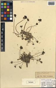 Шульция простертая Pimenov & Kljuykov, Средняя Азия и Казахстан, Северный и Центральный Тянь-Шань (M4) (Киргизия)