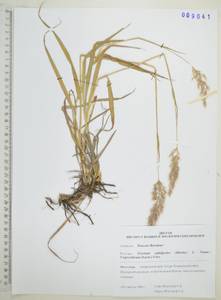 Koeleria subalpestris (Hartm.) Barberá, Quintanar, Soreng & P.M.Peterson, Сибирь, Дальний Восток (S6) (Россия)