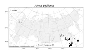Juncus papillosus, Ситник сосочковый Franch. & Sav., Атлас флоры России (FLORUS) (Россия)