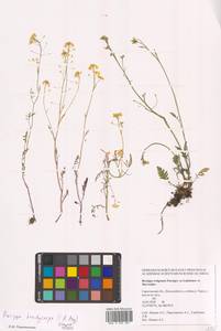 Жерушник короткоплодный (C.A.Mey.) Hayek, Восточная Европа, Нижневолжский район (E9) (Россия)