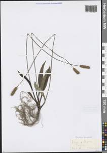 Подорожник ланцетный, Подорожник ланцетолистный L., Кавказ, Северная Осетия, Ингушетия и Чечня (K1c) (Россия)