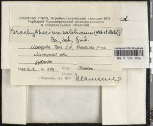 Brachythecium salebrosum (Hoffm. ex F. Weber & D. Mohr) Schimp., Гербарий мохообразных, Мхи - Центральное Черноземье (B10) (Россия)