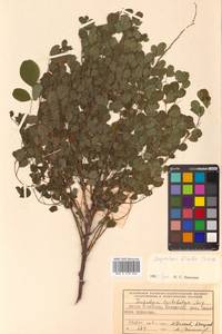 Леспедеца двуцветная Turcz., Сибирь, Дальний Восток (S6) (Россия)