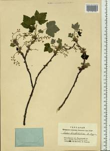 Ribes spicatum subsp. hispidulum (Jancz.) L. Hämet-Ahti, Сибирь, Западная Сибирь (S1) (Россия)