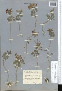 Corydalis aitchisonii subsp. kamelinii (Kurbanov) Lidén, Средняя Азия и Казахстан, Копетдаг, Бадхыз, Малый и Большой Балхан (M1) (Туркмения)