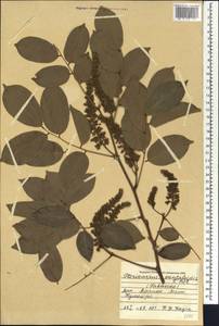 Pterocarpus santalinoides DC., Африка (AFR) (Мали)