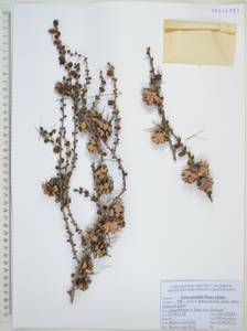 Лиственница даурская (Rupr.) Kuzen., Сибирь, Дальний Восток (S6) (Россия)