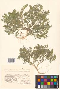 Бурачок туркестанский Regel & Schmalh. ex Regel, Восточная Европа, Нижневолжский район (E9) (Россия)