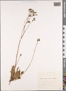 Скерда многостебельная Ledeb., Сибирь, Алтай и Саяны (S2) (Россия)