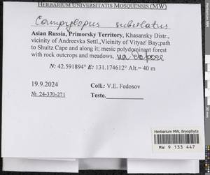 Campylopus subulatus Schimp. ex Milde, Гербарий мохообразных, Мхи - Дальний Восток (без Чукотки и Камчатки) (B20) (Россия)