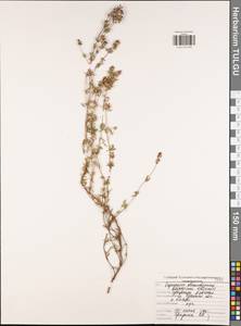 Salvia rosmarinus Schleid., Восточная Европа, Центральный район (E4) (Россия)