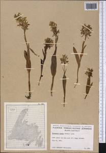 Platanthera lacera (Michx.) G.Don, Америка (AMER) (Канада)