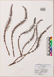 Хвостник обыкновенный, Водяная сосенка L., Восточная Европа, Центральный район (E4) (Россия)