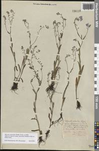 Myosotis alpestris subsp. suaveolens (Waldst. & Kit. ex Willd.) Strid, Восточная Европа, Центральный лесостепной район (E6) (Россия)
