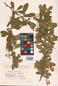 Барбарис обыкновенный L., Восточная Европа, Нижневолжский район (E9) (Россия)