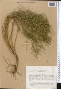 Полынь джунгарская Schrenk, Средняя Азия и Казахстан, Муюнкумы, Прибалхашье и Бетпак-Дала (M9) (Казахстан)