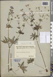 Герань ложносибирская J. Mayer, Сибирь, Прибайкалье и Забайкалье (S4) (Россия)