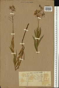 Иван-чай узколистный (L.) Scop., Восточная Европа, Центральный район (E4) (Россия)