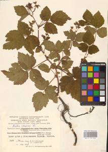 Ежевика сизая L., Восточная Европа, Центральный район (E4) (Россия)