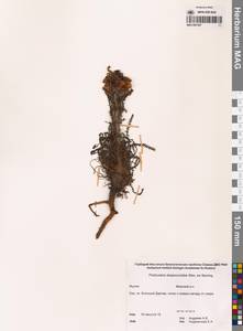 Мытник лисохвостый Steven ex Spreng., Сибирь, Якутия (S5) (Россия)