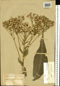 Крестовник крупнолистный M. Bieb., Восточная Европа, Южно-Украинский район (E12) (Украина)