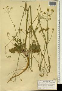 Astrodaucus persicus (Boiss.) Drude, Зарубежная Азия (ASIA) (Иран)