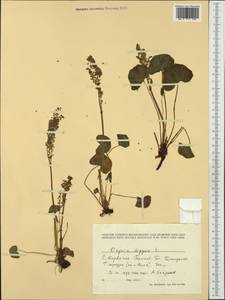 Кисличник двустолбиковый (L.) Hill, Западная Европа (EUR) (Норвегия)