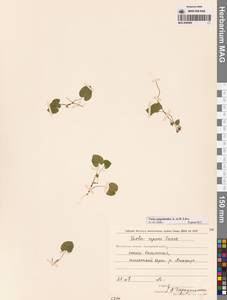 Viola epipsila subsp. repens (Turcz.) W.Becker, Сибирь, Чукотка и Камчатка (S7) (Россия)