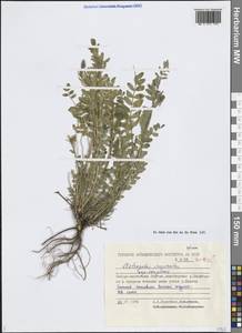 Астрагал Лаксмана, Сибирь, Якутия (S5) (Россия)