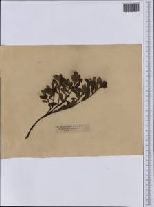 Толокнянка обыкновенная (L.) Spreng., Сибирь и Дальний Восток (без точных местонахождений) (S0) (Россия)
