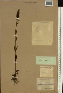 Вероника орхидная Crantz, Восточная Европа, Южно-Украинский район (E12) (Украина)