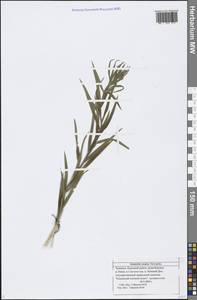 Galatella sedifolia subsp. sedifolia, Восточная Европа, Средневолжский район (E8) (Россия)