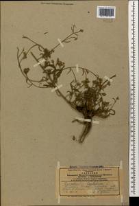 Вьюнок кантабрийский L., Кавказ, Азербайджан (K6) (Азербайджан)