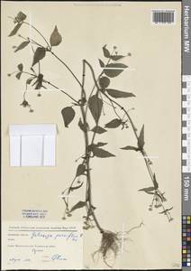 Галинзога мелкоцветковая Cav., Восточная Европа, Московская область и Москва (E4a) (Россия)