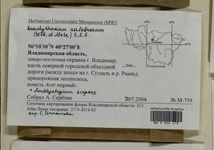 Brachythecium salebrosum (Hoffm. ex F. Weber & D. Mohr) Schimp., Гербарий мохообразных, Мхи - Центральное Нечерноземье (B6) (Россия)
