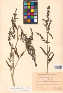 Лебеда продолговатолистная Waldst. & Kit., Восточная Европа, Московская область и Москва (E4a) (Россия)