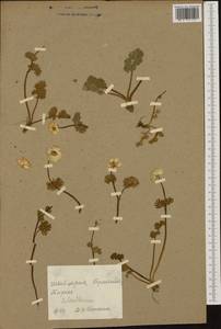 Callianthemum anemonoides (Zahlbr.) Endl., Западная Европа (EUR) (Неизвестно)