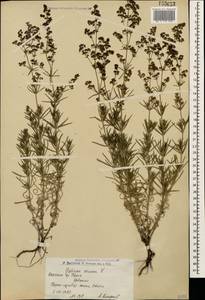 Подмаренник настоящий L., Кавказ, Армения (K5) (Армения)