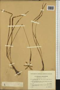 Narcissus poeticus subsp. radiiflorus (Salisb.) Baker, Западная Европа (EUR) (Словакия)