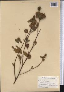Waltheria indica L., Америка (AMER) (Куба)