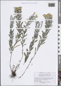 Солонечник мохнатый, Грудница мохнатая (L.) Rchb.fil., Восточная Европа, Центральный лесостепной район (E6) (Россия)