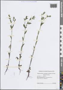 Buglossoides rochelii (Friv.) Stoyanov, Mátis & Sennikov, Восточная Европа, Нижневолжский район (E9) (Россия)