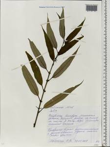 Ива, Восточная Европа, Белоруссия (E3a) (Белоруссия)