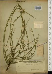 Хондрилла ситниковидная L., Кавказ, Азербайджан (K6) (Азербайджан)