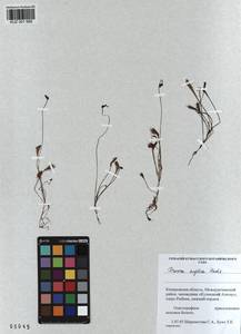KUZ 001 988, Drosera ×anglica Huds., Сибирь, Алтай и Саяны (S2) (Россия)