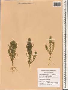 Thesium humile Vahl, Зарубежная Азия (ASIA) (Кипр)